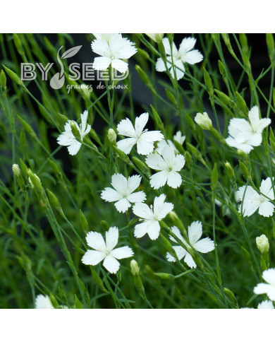 Œillet deltoïdes Albus