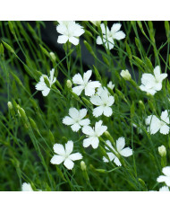 OEillet de poète Sweet Formula Mix (graines enrobées)