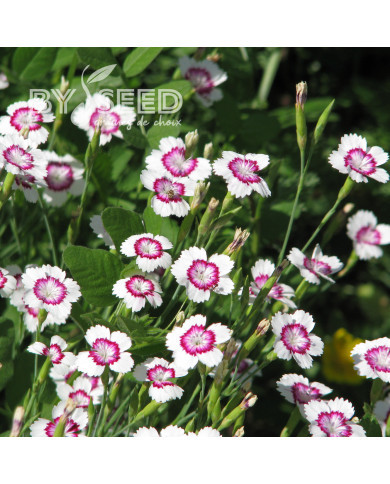 Œillet deltoïdes Artic Fire