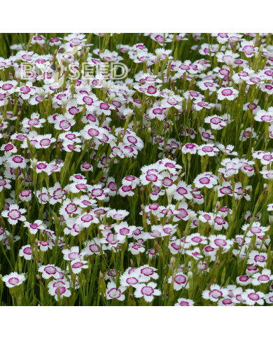 Œillet deltoïdes Artic Fire