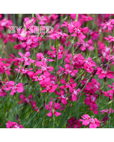 Œillet deltoïdes Brilliant