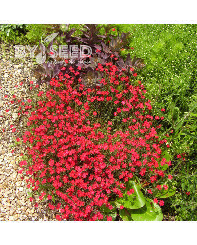 Œillet deltoïdes Lueur (Fanal, Flashing Lights)