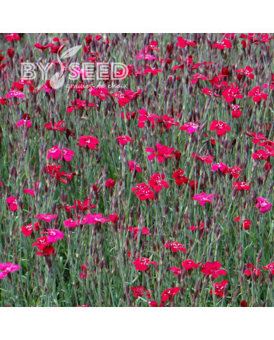 Œillet deltoïdes Lueur (Fanal, Flashing Lights)