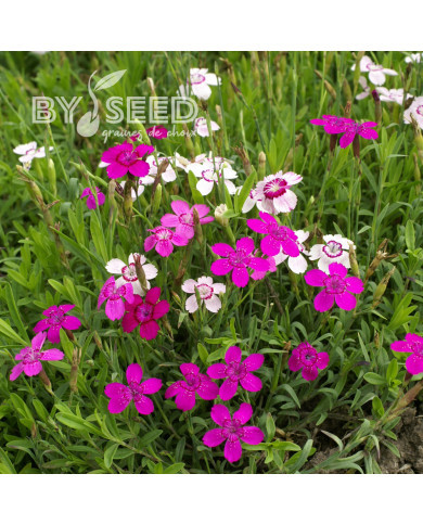 Œillet deltoïdes Microchips Mix