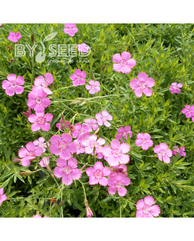 Œillet deltoïdes Rosea