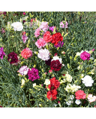 Œillet des fleuristes Chabaud Mix