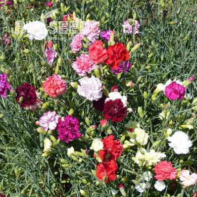 Œillet des fleuristes Chabaud Mix