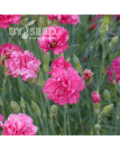 Œillet des fleuristes Triumph Rose