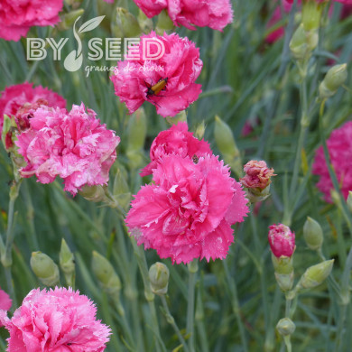 Œillet des fleuristes Triumph Rose