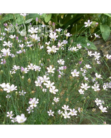 Œillet des rochers - Petrorhagia saxifraga