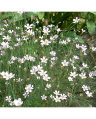 Panicum elegans Sprinkles