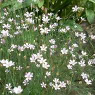 Œillet des rochers - Petrorhagia saxifraga