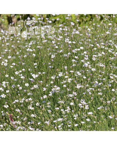 Œillet des rochers - Petrorhagia saxifraga