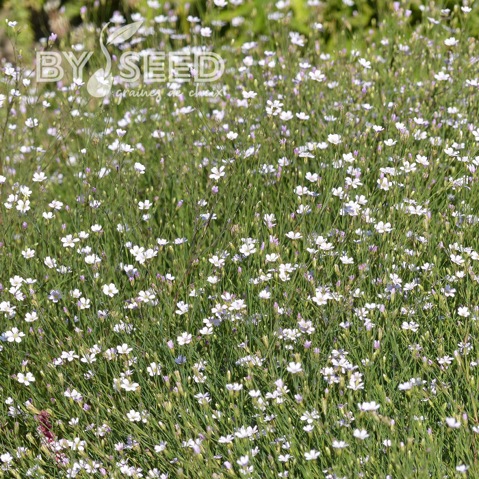 Œillet des rochers - Petrorhagia saxifraga