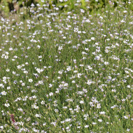 Œillet des rochers - Petrorhagia saxifraga