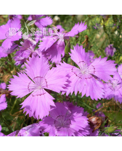 Œillet du fleuve Amour Siberian Blues