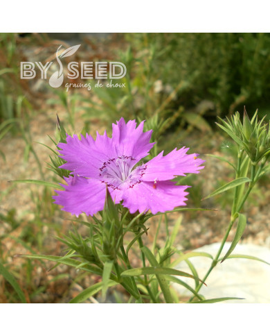 Œillet du fleuve Amour Siberian Blues