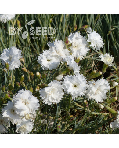 Œillet mignardise Albus Plenus