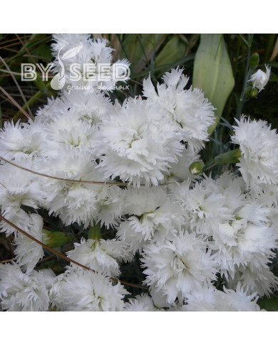Œillet mignardise Albus Plenus