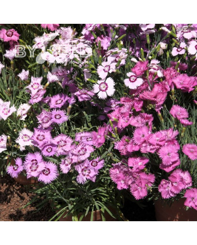 Œillet mignardise nain Sweetness Mix