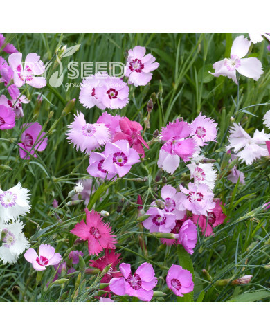 Œillet mignardise simple d'Ecosse varié