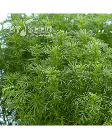 Œillet réglisse - Tagetes filifolia Dropshot