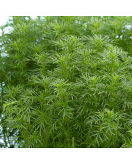 Pyrèthre Robinson's Giants Mix