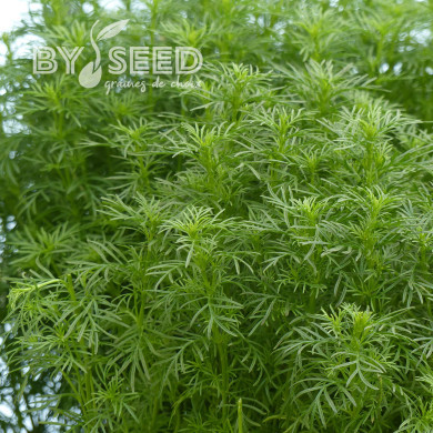 Œillet réglisse - Tagetes filifolia Dropshot