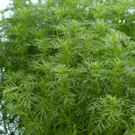 Œillet réglisse - Tagetes filifolia Dropshot