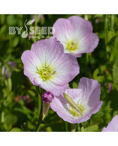 Oenothera speciosa Evening Pink