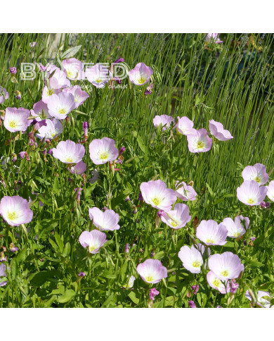 Oenothera speciosa Evening Pink