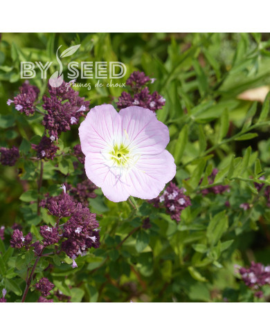 Oenothera speciosa Evening Pink