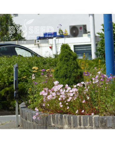Oenothera speciosa Evening Pink