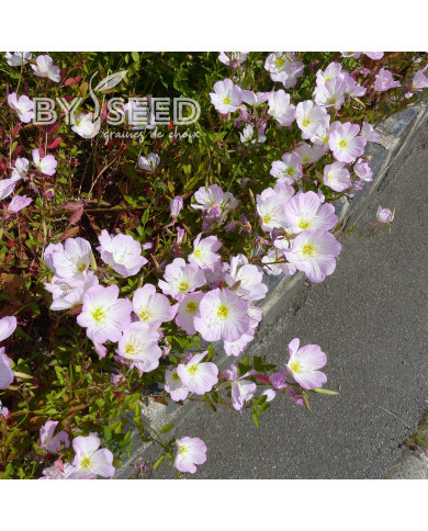 Oenothera speciosa Evening Pink