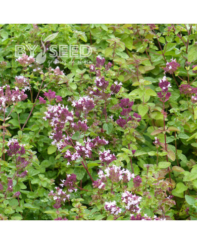 Origan commun (fleur sauvage)