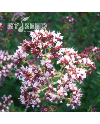 Origan commun (fleur sauvage)