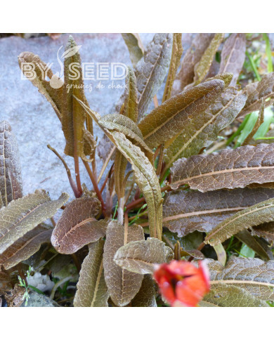 Oseille bronze - Rumex flexuosus