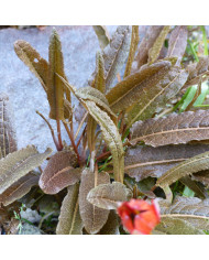 Oseille - Rumex sanguineus
