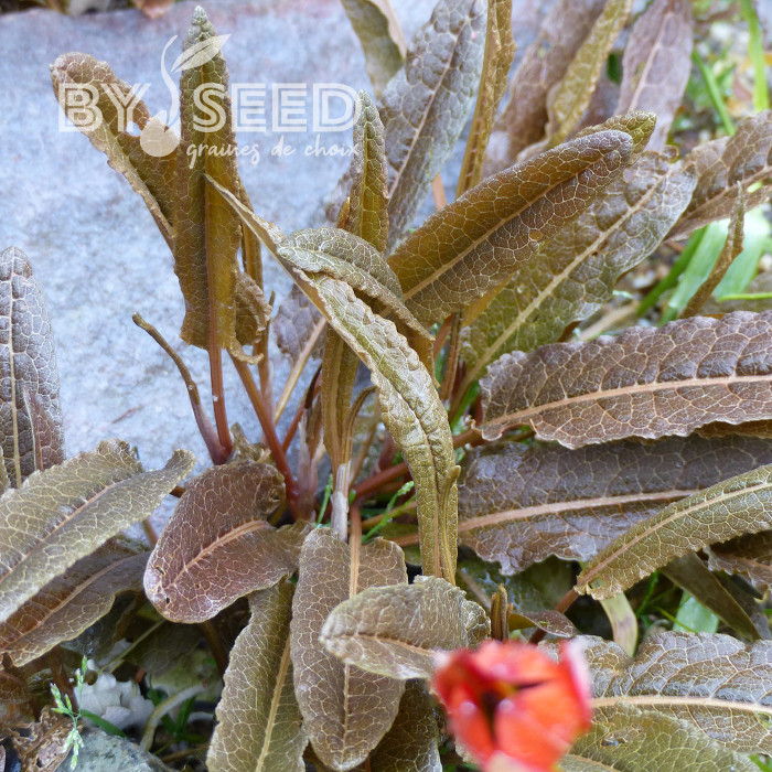 Oseille bronze - Rumex flexuosus