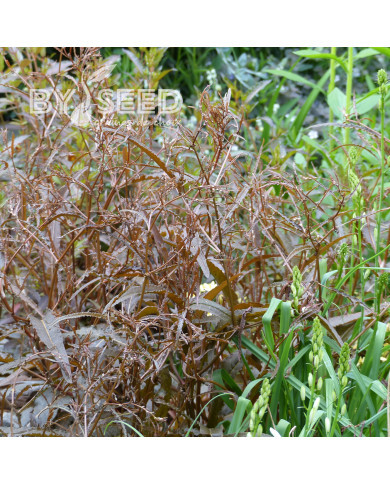 Oseille bronze - Rumex flexuosus