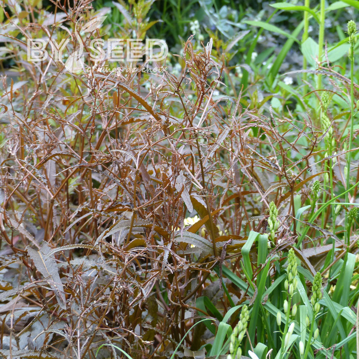 Oseille bronze - Rumex flexuosus