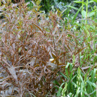 Oseille bronze - Rumex flexuosus