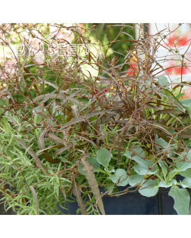 Oseille bronze - Rumex flexuosus