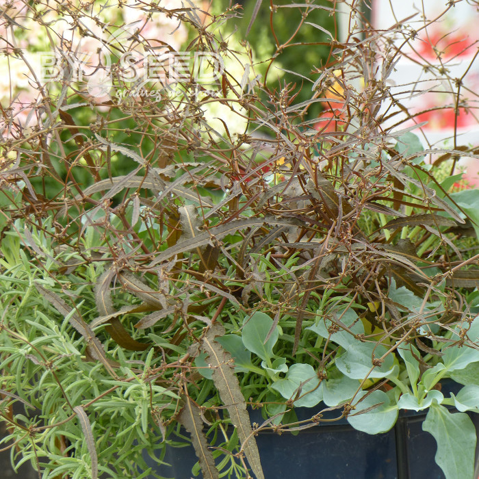 Oseille bronze - Rumex flexuosus