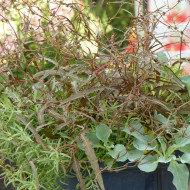 Oseille bronze - Rumex flexuosus