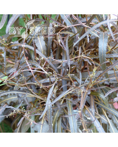 Oseille bronze - Rumex flexuosus