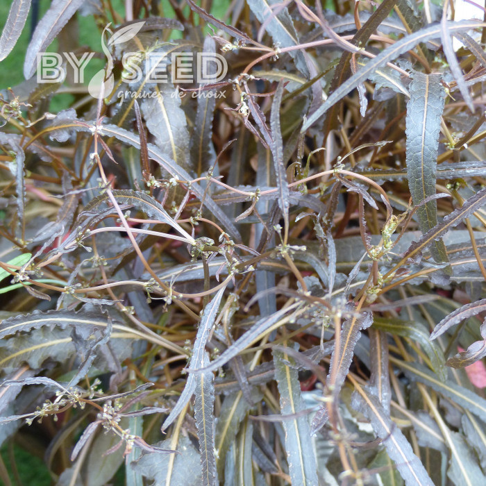 Oseille bronze - Rumex flexuosus