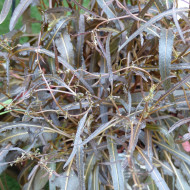 Oseille bronze - Rumex flexuosus