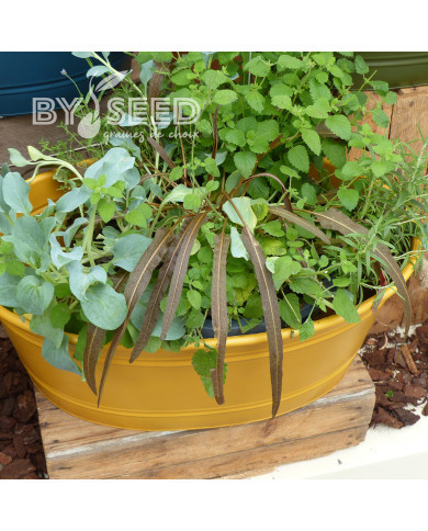 Oseille bronze - Rumex flexuosus