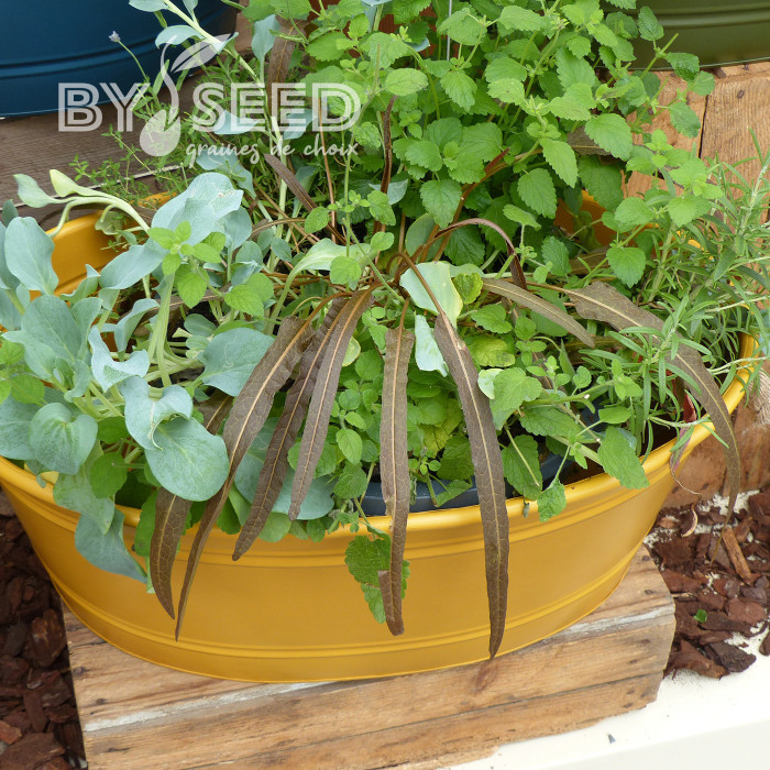 Oseille bronze - Rumex flexuosus